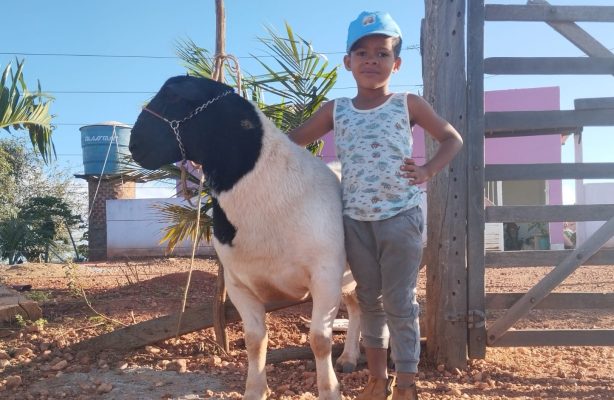 thumbnail de Comunidade Quilombola Sumidouro é beneficiada com a aquisição de caprinos e ovinos